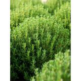 1 Adet Mis Kokulu Kekik Çiçeği Fidanı 20-30 Cm Tüplü Çiçekli Bodur Bitkiler Thyme