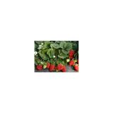 1 Adet Monterey Çilek Fidesi Taze Söküm