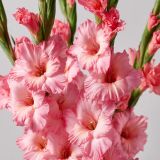 1 Adet Pembe Glayör Swan Gladiolus Çiçeği Soğanı 26632100257