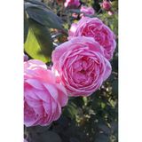 1 Adet Pembe Kokulu Yediveren Isparta Reçellik Gül Fidanı 10-20 Cm