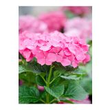1 Adet Pembe Ortanca Çiçeği Fidanı 30-40 Cm Tüplü Çiçekli Bodur Bitkiler Hydrangea