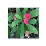 1 Adet Pembe Renk Dikenler Tacı Çiçeği 15-35 Cm Saksılı Bodur Bitki Euphorbia