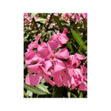1 Adet Pembe Renk Zakkum Çiçeği Fidanı 40-60 Cm Saksılı Çiçekli Bodur Bitkiler Oleander