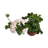 1 Adet Sardunya Çiçeği + 1 Adet Itır Çiçeği Fidanı 10-20 Cm