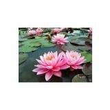 1 Adet Tohum Nadir Bulunan Pembe Lotus Cicegi Tohumu Lotus Su Cicegi Tohumu Nilufer Cicegi Tohumu