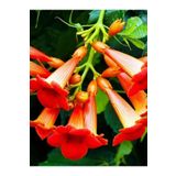 1 Adet Turuncu Acem Borusu Çiçeği 30-60 Cm Euphorbia Myrsinites