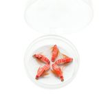 1 cm Mikro Böcek Görünümlü İğneli Yapay Yem – 5’li Set – Tatlı Su Balıkları İçin