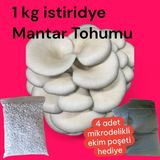 1 kg Istiridye Mantar Tohumu 4 Adet Mikrodelikli Ekim Poşeti Hediyeli Yüksek Verim