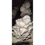 1 Kg İstiridye Mantar Tohumu- (Kütüğe Ekim)