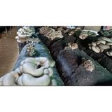 1 Kg İstiridye Mantarı Tohumu- Mevsimlik ( 4 Adet 35X75 Mikrodelikli Ekim Poşeti Hediye)