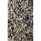 1 Kg Süper Karışık Kanarya Yemi, Besleyici Ve Enerji Dolu