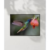 1. Nektar İçindeki Hummingbird Poster