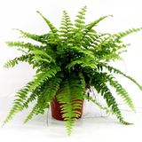 10-20 Cm Aşk Merdiveni Nephrolepis Fidanı