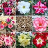 10 Adet 5.5 Luk Saksıda Adenium Çöl Gülü Çiçeği Fidanı Pakedi Mix Karışık 1
