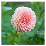 10 Adet A Pembe Renk Dahlia Yıldız Çiçeği Tohumu + 10 Adet Hediye Karışık Renk Gül Tohumu