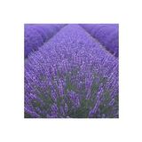 10 Adet Açık Köklü Angustifolia Lavanta Fidanı Fidesi