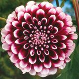 10 Adet Bordo Beyaz Renk Dahlia Yıldız Çiçeği Tohumu + 10 Adet Hediye Karışık Renk Gül Tohumu
