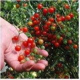 10 Adet Cherry Minik Bezelye Domates Tohumu