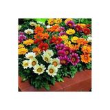 10 Adet Gazania Mix Flower Tohumu, Renkli Bahçe Bitkisi Seçenekleri