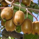 10 Adet Hayward Kivi Fidanı Paketi