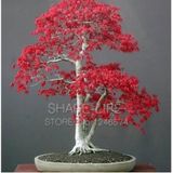 10 Adet Japon Kızıl Maple Bonsai Ağacı Tohumu + Gübresi