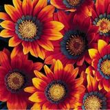 10 Adet K.sari Gazanya Cicegi Tohumu + 10 Adet Gul Tohumu N11.5587