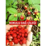 10 adet Karadeniz Kokulu Yabani Dağ Çileği Fidesi Açık Köklü 10-20 Cm