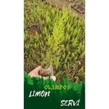 10 Adet Limon Çamı Limoni Servi (Limon Servi) (Cupressus Macrocarpa Goldcrest) Tüplü