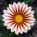 10 Adet Mor Gazanya Çiçeği Tohumu + 10 Adet Gül Tohumu