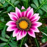 10 Adet Pembe Gazanya Çiçeği Tohumu + 10 Adet Gül Tohumu