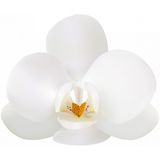 10 Adet Phalaenopsis Beyaz Orkide Tohumu + 10 Adet Gul Toh