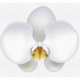 10 Adet Phalaenopsis Beyaz Orkide Tohumu 10Adet Gül Tohumu