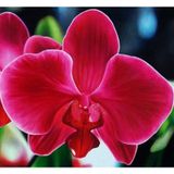 10 Adet Phalaenopsis Kırmızı Orkide Tohumu 10 Adet Gül Toh