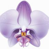 10 Adet Phalaenopsis Lila Orkide Tohumu 10 Adet Gul Tohumu N11.7267
