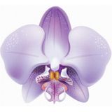 10 Adet Phalaenopsis Lila Orkide Tohumu + 10 Adet Tohum