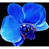 10 Adet Phalaenopsis Mavi Orkide Tohumu + 10 A. Gul Tohumu