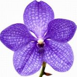 10 Adet Phalaenopsis Mavi Orkide Tohumu 10 Adet Gul Tohumu N11.6581