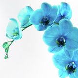 10 Adet Phalaenopsis Mavi Orkide Tohumu 10 Adet Gül Tohumu