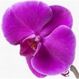 10 Adet Phalaenopsis Mor Orkide Tohumu 10 Adet Gül Tohumu