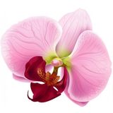 10 Adet Phalaenopsis Pembe Orkide Tohum + 10 Adet Tohum