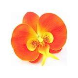 10 Adet Phalaenopsis Turuncu Orkide Tohum 10Adet Gül Tohum