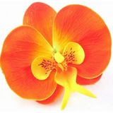 10 Adet Phalaenopsis Turuncu Orkide Tohumu