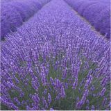 10 Adet Potta Angustifolia Lavanta Fidanı Fidesi
