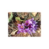10 Adet Safranbolu Gerçek Safran Çiçeği Soğanı Crocus Sativus 4512020002223