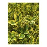 10 Adet Sarı Alacalı Taflan Fidesi Altuni Gold Taflan Euonymus Japonica