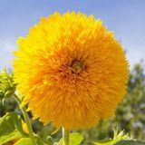10 Adet Sari G. Aster Cicek Tohumu +10 A. K.gul To...
