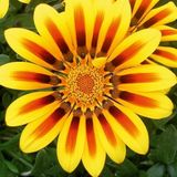 10 Adet Sari Gazanya Cicegi Tohumu + 10 Adet Gul Tohumu N11.5586