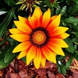 10 Adet Sari Gazanya Cicegi Tohumu + 10 Adet Gul Tohumu N11.5588