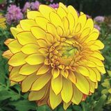 10 Adet Sari Renk Dahlia Tohumu + 10 Adet Gul Tohumu N11.7364