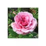 10 Adet Sarmaşık Gül Fidanı Isparta Gülü Rosa Rampicanti 10-20 Cm